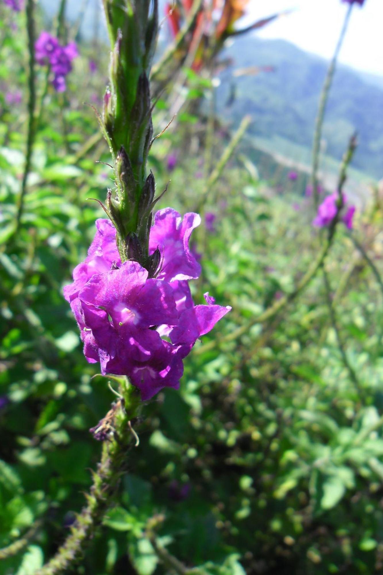 Rinconcito Verde Ujarras ภายนอก รูปภาพ