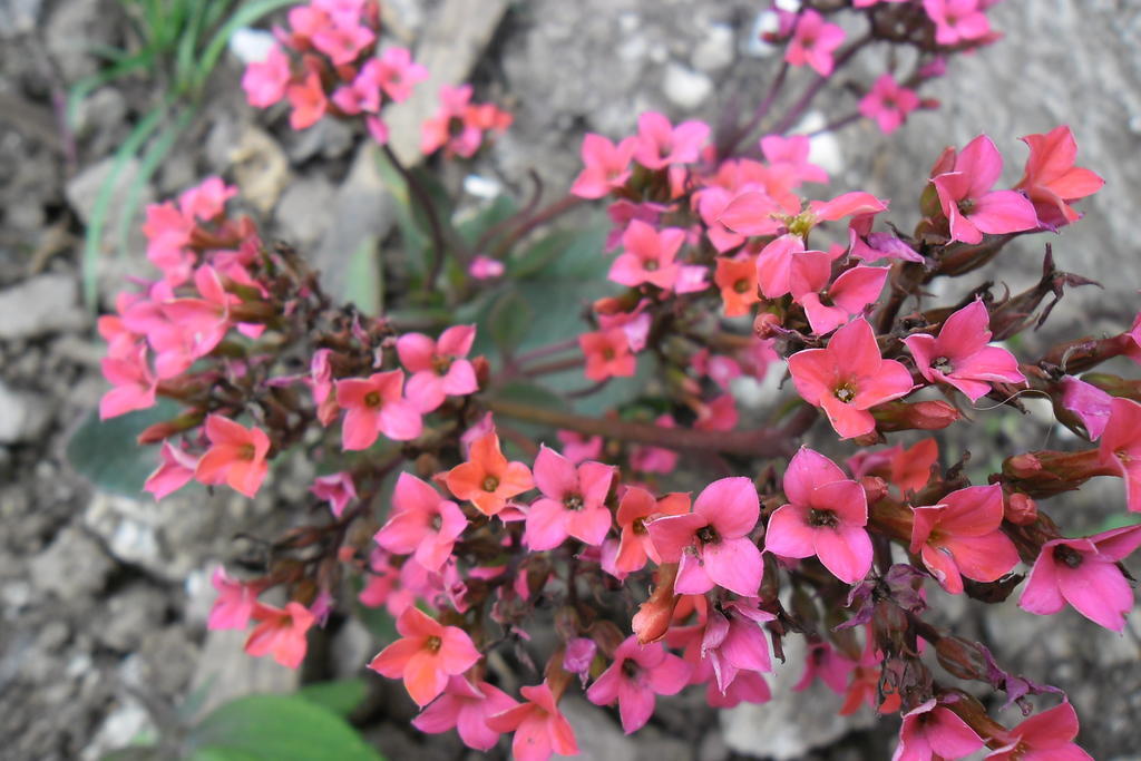 Rinconcito Verde Ujarras ภายนอก รูปภาพ